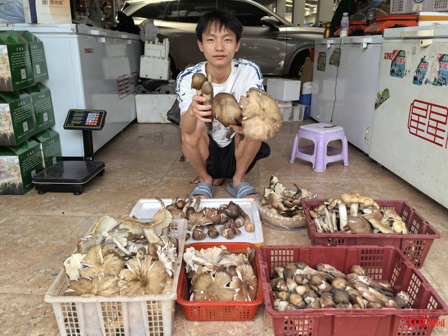 皇冠信用网在线开户_“天价”鸡枞调查：最贵卖到1800元/公斤！雨水少致产量低皇冠信用网在线开户，多地价高客少