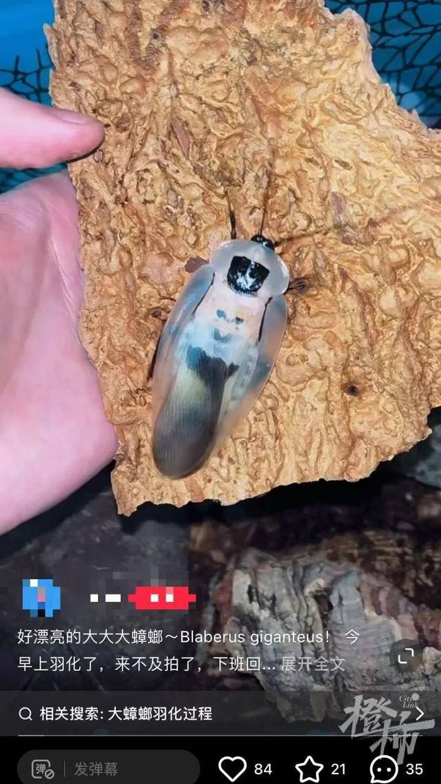 皇冠信用网庄家_门口惊现“蟑螂”皇冠信用网庄家，杭州一住户用杀虫剂一喷，邻居怒了：我的螳螂……