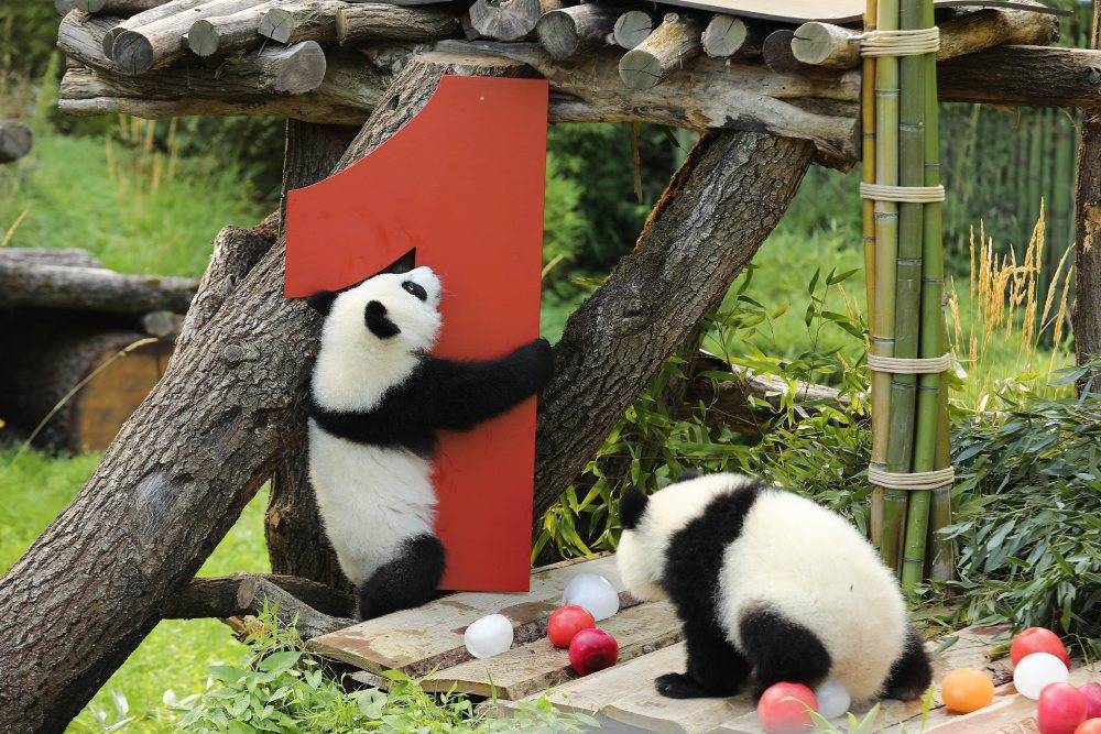 皇冠信用网账号注册_在德出生的第二对大熊猫双胞胎迎来一岁生日
