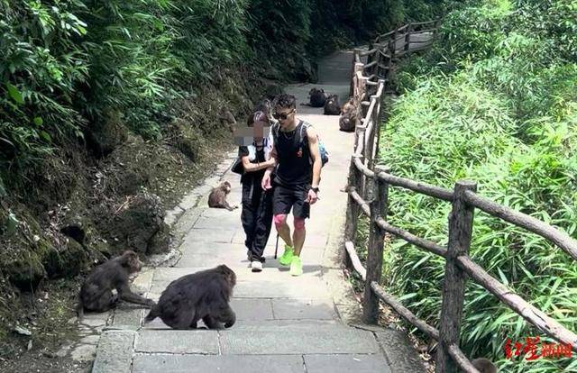 卡托利卡Vs科布雷索_揭秘峨眉山陪爬团队:已陪爬千名游客九成为女性卡托利卡Vs科布雷索,不会主动拉背扛抱,主要保障安全