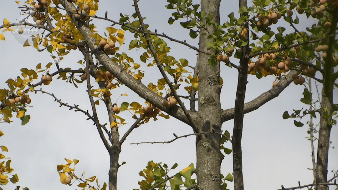 皇冠信用網在哪里开通_不要捡皇冠信用網在哪里开通！不要吃！昆明街头正大量出现……