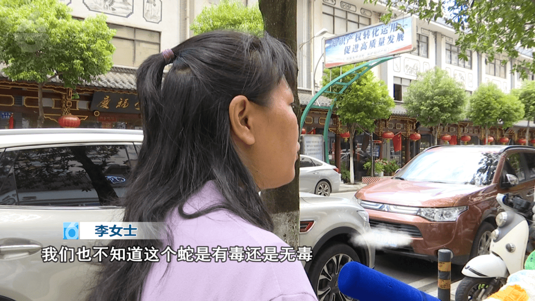 皇冠信用网结算日是哪天_太吓人！云南女子网购塑料凳皇冠信用网结算日是哪天，拆开竟发现一条蛇被胶带粘在椅子上！还在动