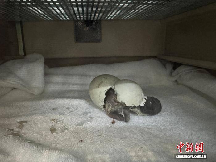 皇冠信用盘去哪里弄_广州正佳极地海洋世界诞生今年第一只南极小企鹅