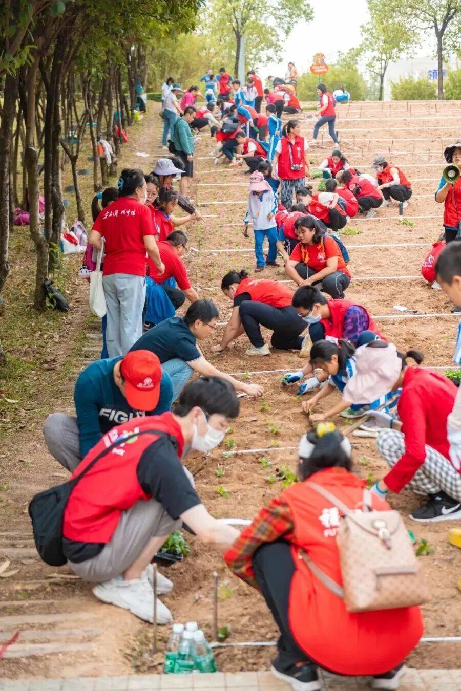 皇冠信用網结算日_深圳市中心竟有一大片“红薯地”皇冠信用網结算日！官方紧急提醒：请勿私挖