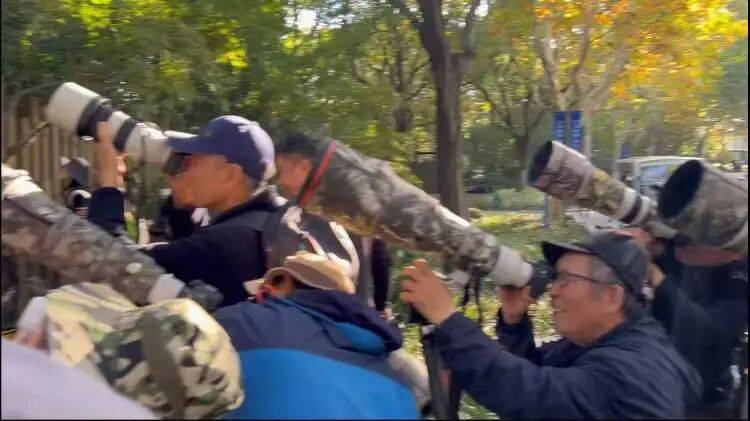 皇冠球网怎么做代理_百年罕见！首次在上海被目击皇冠球网怎么做代理，有人专门从北京“打飞的”赶来