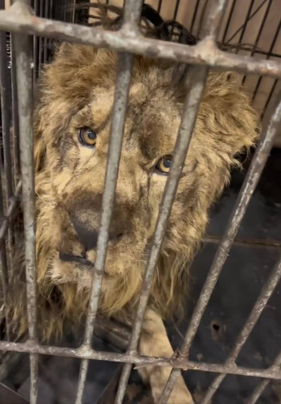 皇冠足球会员注册
_河北一动物医院收治狮子皇冠足球会员注册
,多名医生为它输液,医院:系马戏团饲养,有肾脏损伤需住院一到两周